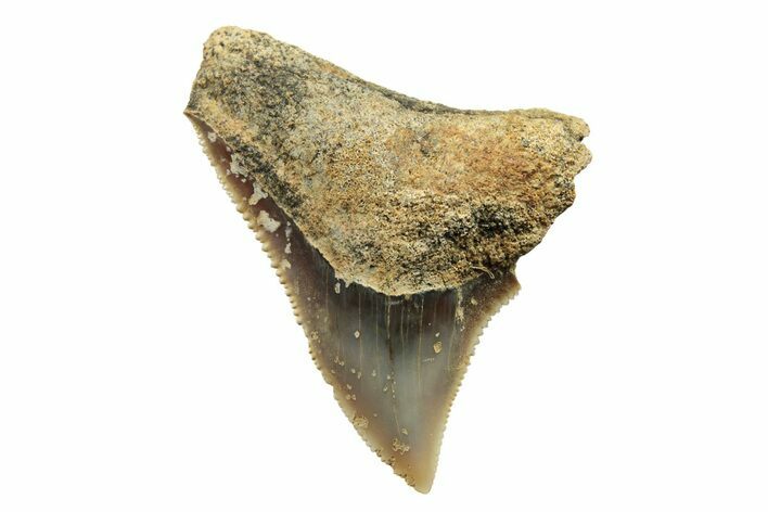 Fossil Bull Shark Tooth (Carcharhinus) - Angola #259496